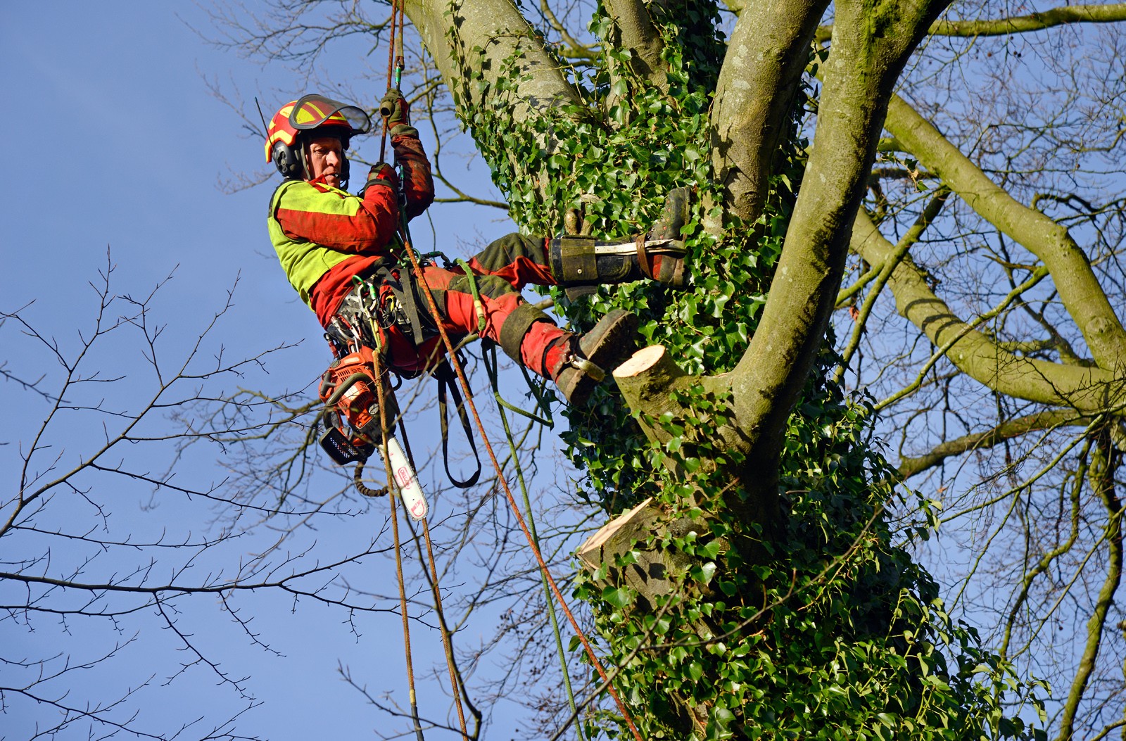 Tree trimmers near me - Palm Beach County Tree Trimming and Tree Removal Services