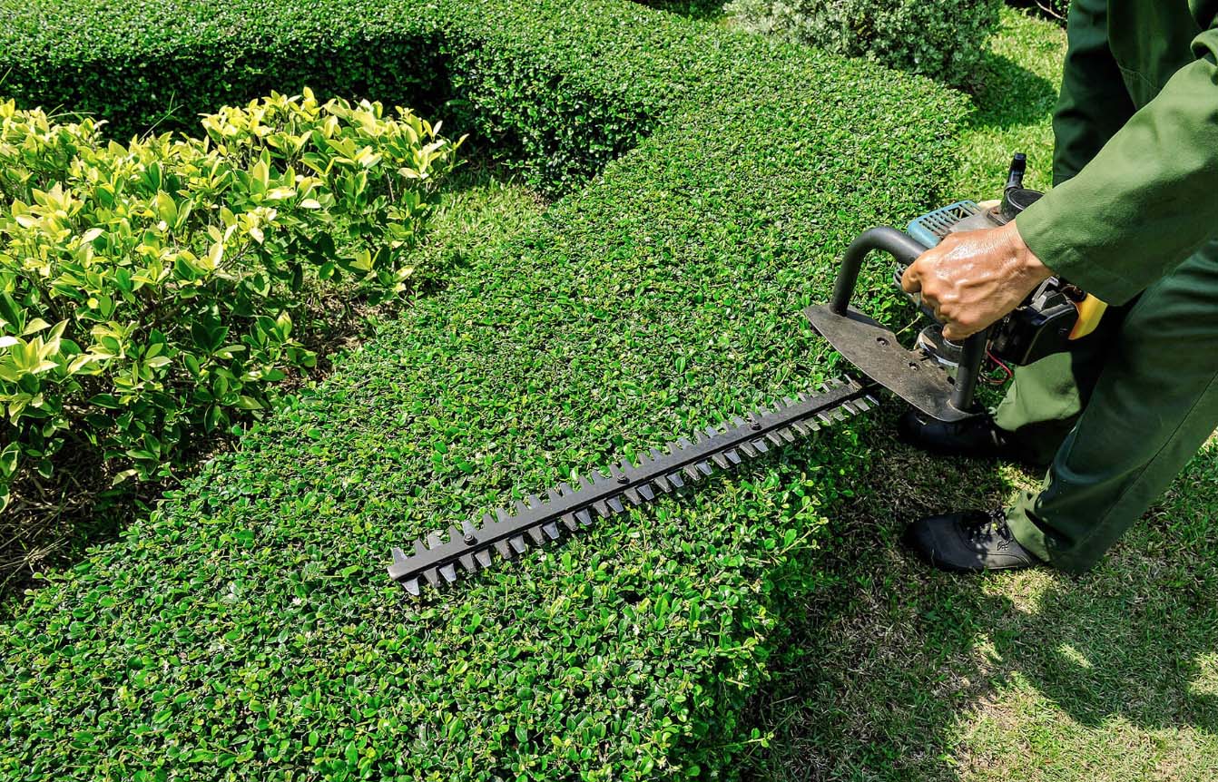 Tree trimming and landscaping near me - Palm Beach County ...