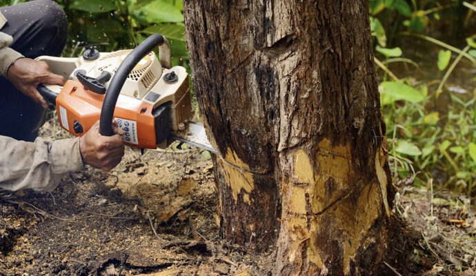Palm Beach County Tree Trimming and Tree Removal Services Main Header-We Offer Tree Trimming Services, Tree Removal, Tree Pruning, Tree Cutting, Residential and Commercial Tree Trimming Services, Storm Damage, Emergency Tree Removal, Land Clearing, Tree Companies, Tree Care Service, Stump Grinding, and we're the Best Tree Trimming Company Near You Guaranteed!