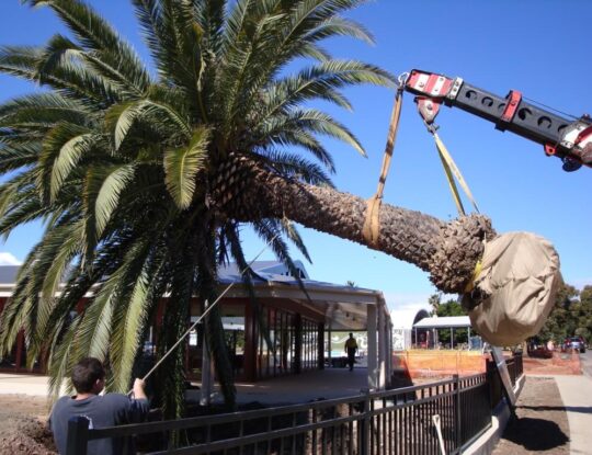 Palm Tree Removal-Palm Beach County Tree Trimming and Tree Removal Services-We Offer Tree Trimming Services, Tree Removal, Tree Pruning, Tree Cutting, Residential and Commercial Tree Trimming Services, Storm Damage, Emergency Tree Removal, Land Clearing, Tree Companies, Tree Care Service, Stump Grinding, and we're the Best Tree Trimming Company Near You Guaranteed!