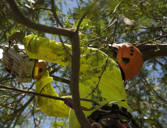 Residential Tree Services-Palm Beach County Tree Trimming and Tree Removal Services-We Offer Tree Trimming Services, Tree Removal, Tree Pruning, Tree Cutting, Residential and Commercial Tree Trimming Services, Storm Damage, Emergency Tree Removal, Land Clearing, Tree Companies, Tree Care Service, Stump Grinding, and we're the Best Tree Trimming Company Near You Guaranteed!