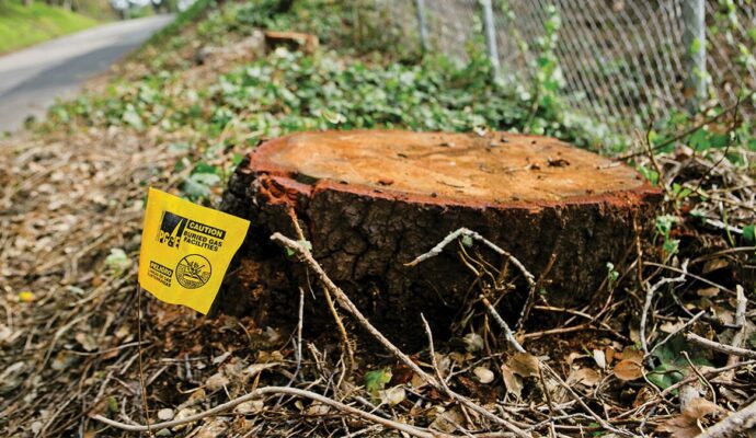 Stump Removal-Palm Beach County Tree Trimming and Tree Removal Services-We Offer Tree Trimming Services, Tree Removal, Tree Pruning, Tree Cutting, Residential and Commercial Tree Trimming Services, Storm Damage, Emergency Tree Removal, Land Clearing, Tree Companies, Tree Care Service, Stump Grinding, and we're the Best Tree Trimming Company Near You Guaranteed!