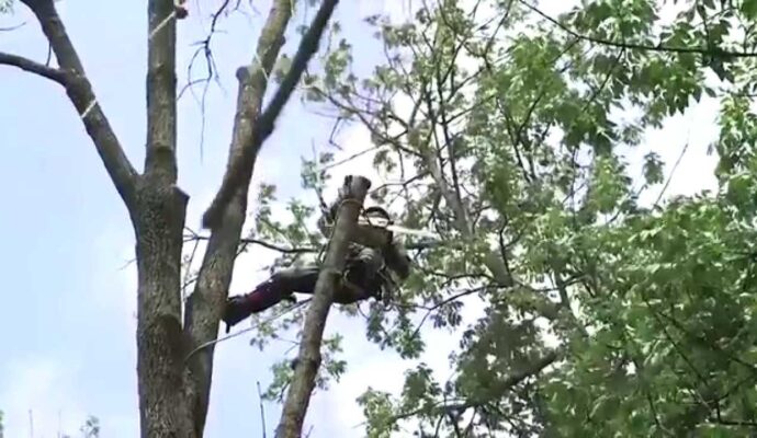 Tree Trimming-Palm Beach County Tree Trimming and Tree Removal Services-We Offer Tree Trimming Services, Tree Removal, Tree Pruning, Tree Cutting, Residential and Commercial Tree Trimming Services, Storm Damage, Emergency Tree Removal, Land Clearing, Tree Companies, Tree Care Service, Stump Grinding, and we're the Best Tree Trimming Company Near You Guaranteed!