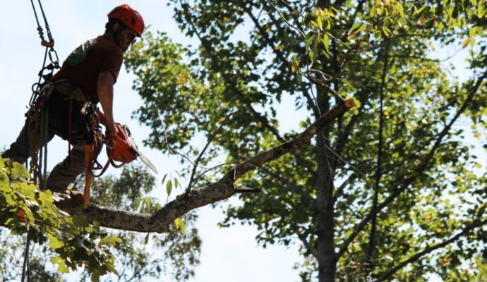 Arborist tree trimming-Palm Beach County Tree Trimming and Tree Removal Services-We Offer Tree Trimming Services, Tree Removal, Tree Pruning, Tree Cutting, Residential and Commercial Tree Trimming Services, Storm Damage, Emergency Tree Removal, Land Clearing, Tree Companies, Tree Care Service, Stump Grinding, and we're the Best Tree Trimming Company Near You Guaranteed!