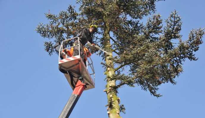 Best Cost for Tree Trimming-Palm Beach County Tree Trimming and Tree Removal Services-We Offer Tree Trimming Services, Tree Removal, Tree Pruning, Tree Cutting, Residential and Commercial Tree Trimming Services, Storm Damage, Emergency Tree Removal, Land Clearing, Tree Companies, Tree Care Service, Stump Grinding, and we're the Best Tree Trimming Company Near You Guaranteed!