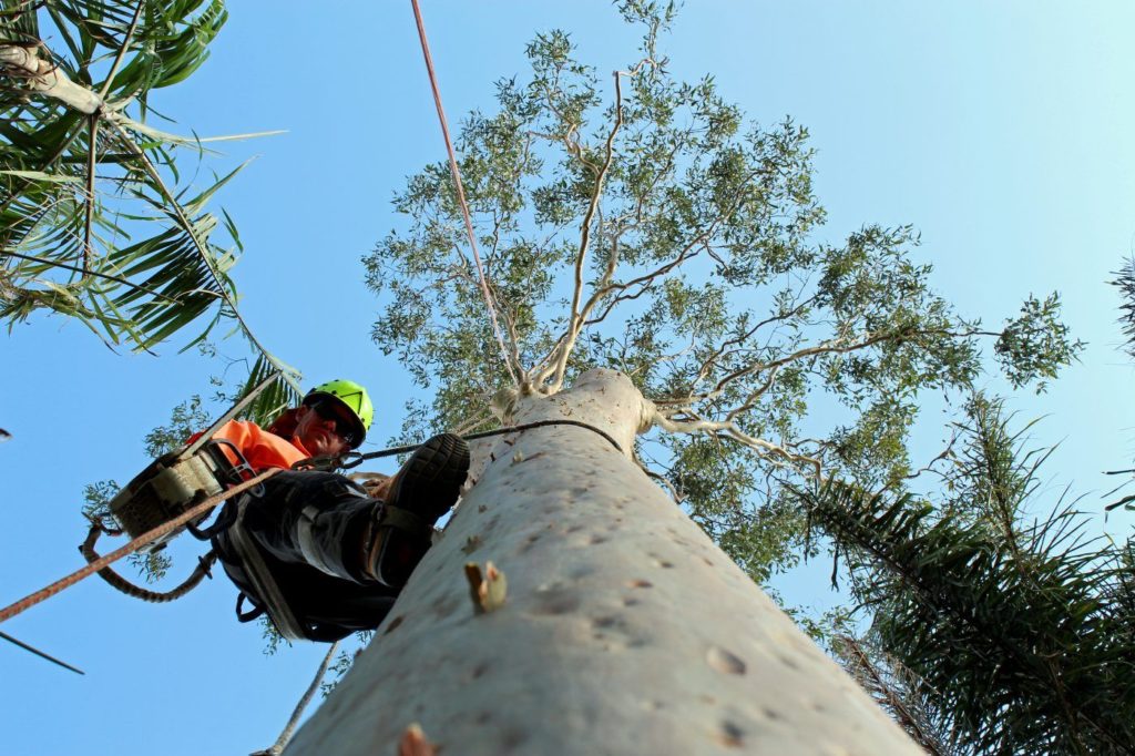 Best arborists-Palm Beach County Tree Trimming and Tree Removal Services-We Offer Tree Trimming Services, Tree Removal, Tree Pruning, Tree Cutting, Residential and Commercial Tree Trimming Services, Storm Damage, Emergency Tree Removal, Land Clearing, Tree Companies, Tree Care Service, Stump Grinding, and we're the Best Tree Trimming Company Near You Guaranteed!