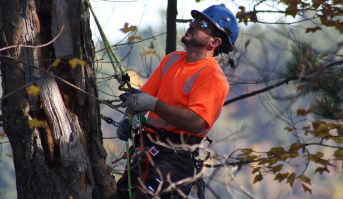 Cost for Tree Pruning-Palm Beach County Tree Trimming and Tree Removal Services-We Offer Tree Trimming Services, Tree Removal, Tree Pruning, Tree Cutting, Residential and Commercial Tree Trimming Services, Storm Damage, Emergency Tree Removal, Land Clearing, Tree Companies, Tree Care Service, Stump Grinding, and we're the Best Tree Trimming Company Near You Guaranteed!