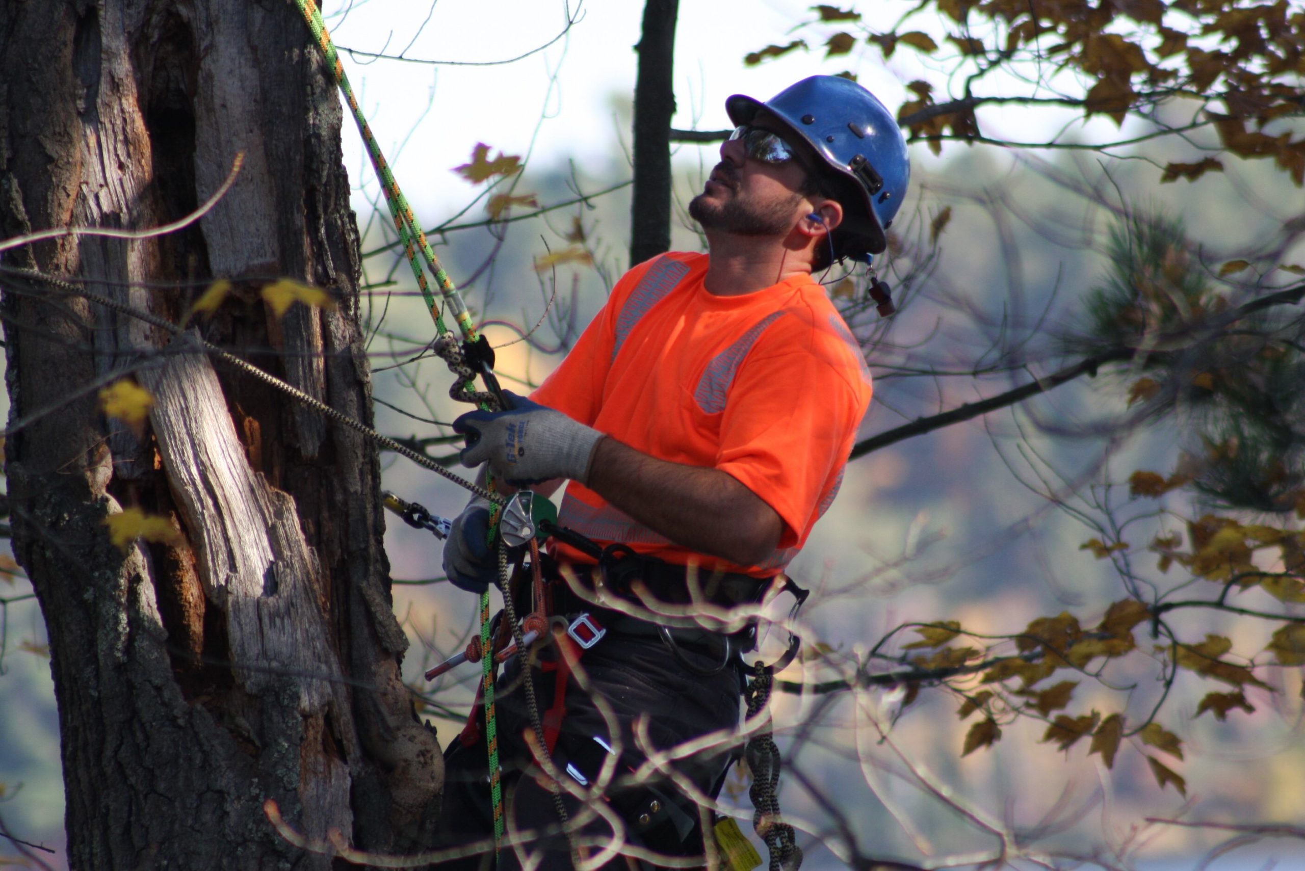 tree removal near me cost, Kathleen FL