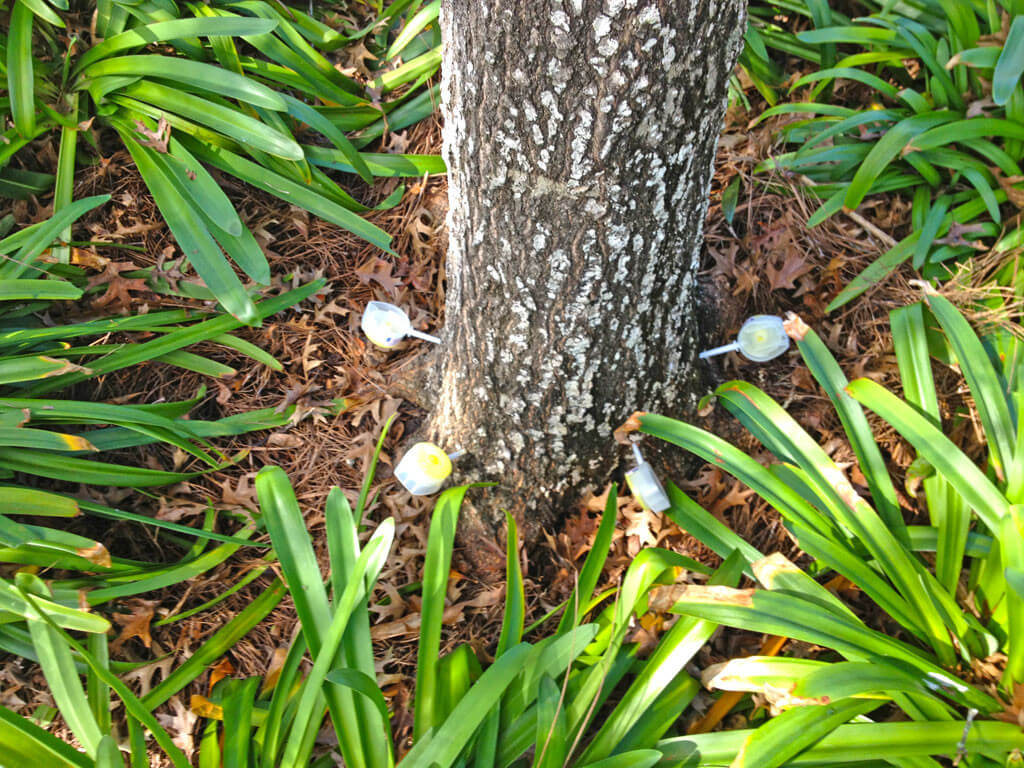 Deep Root Injection Near Me-Palm Beach County Tree Trimming and Tree Removal Services-We Offer Tree Trimming Services, Tree Removal, Tree Pruning, Tree Cutting, Residential and Commercial Tree Trimming Services, Storm Damage, Emergency Tree Removal, Land Clearing, Tree Companies, Tree Care Service, Stump Grinding, and we're the Best Tree Trimming Company Near You Guaranteed!