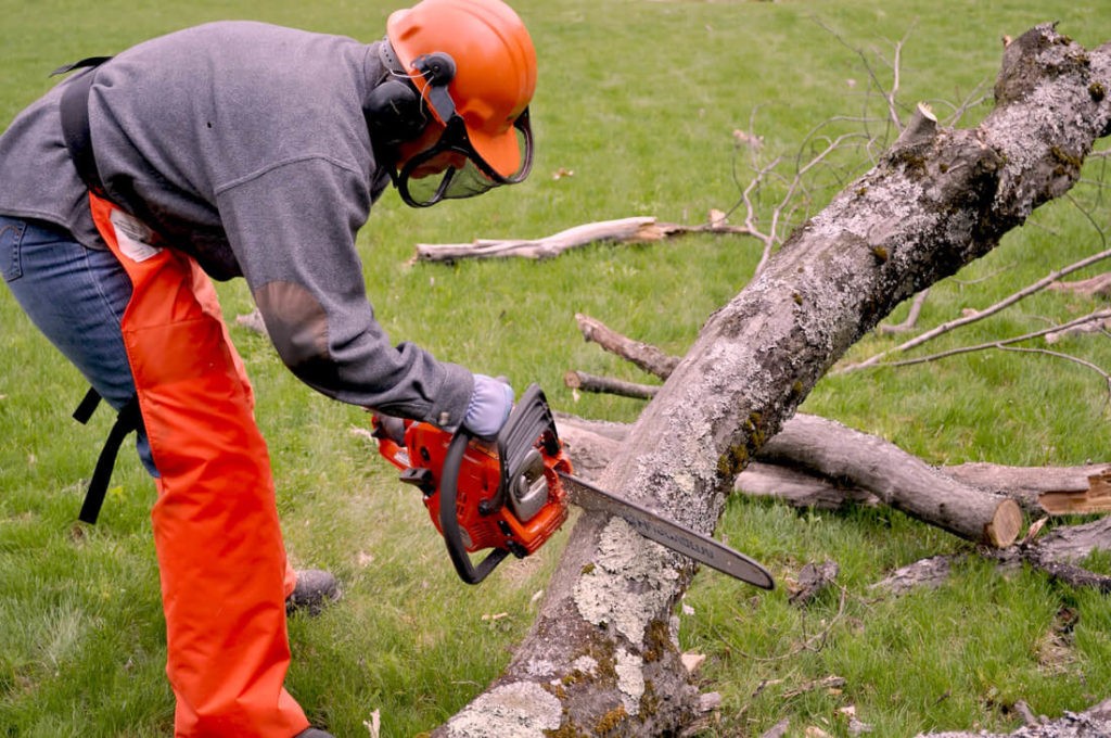 Emergency Tree Removal Near Me - Palm Beach County Tree Trimming and Tree Removal Services