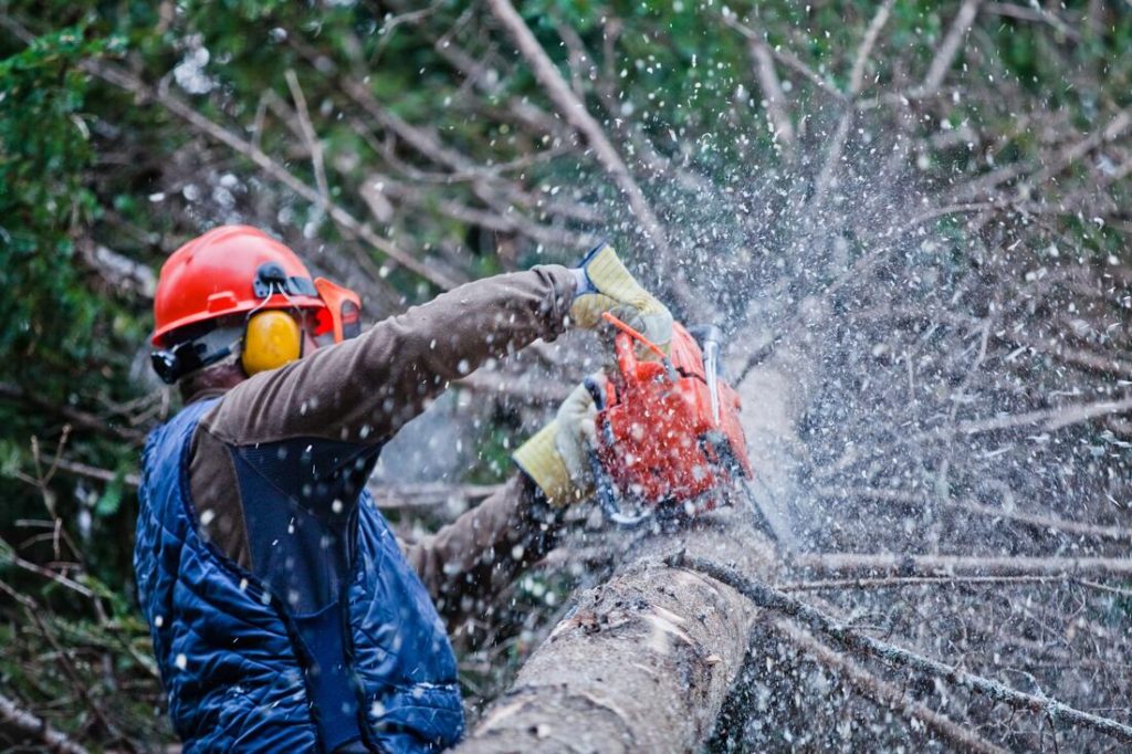 How Much Does Tree Trimming Cost-Palm Beach County Tree Trimming and Tree Removal Services-We Offer Tree Trimming Services, Tree Removal, Tree Pruning, Tree Cutting, Residential and Commercial Tree Trimming Services, Storm Damage, Emergency Tree Removal, Land Clearing, Tree Companies, Tree Care Service, Stump Grinding, and we're the Best Tree Trimming Company Near You Guaranteed!