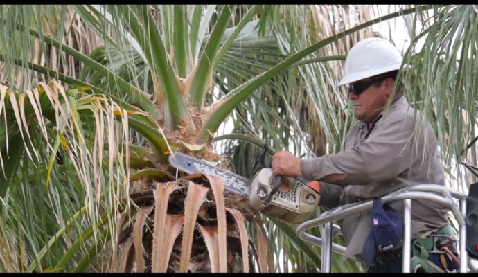How much does it cost to trim tall palm trees-Palm Beach County Tree Trimming and Tree Removal Services-We Offer Tree Trimming Services, Tree Removal, Tree Pruning, Tree Cutting, Residential and Commercial Tree Trimming Services, Storm Damage, Emergency Tree Removal, Land Clearing, Tree Companies, Tree Care Service, Stump Grinding, and we're the Best Tree Trimming Company Near You Guaranteed!
