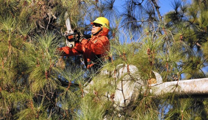 How much should Tree Trimming cost-Palm Beach County Tree Trimming and Tree Removal Services-We Offer Tree Trimming Services, Tree Removal, Tree Pruning, Tree Cutting, Residential and Commercial Tree Trimming Services, Storm Damage, Emergency Tree Removal, Land Clearing, Tree Companies, Tree Care Service, Stump Grinding, and we're the Best Tree Trimming Company Near You Guaranteed!