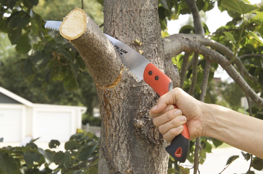 How to Trim a Tree-Palm Beach County Tree Trimming and Tree Removal Services-We Offer Tree Trimming Services, Tree Removal, Tree Pruning, Tree Cutting, Residential and Commercial Tree Trimming Services, Storm Damage, Emergency Tree Removal, Land Clearing, Tree Companies, Tree Care Service, Stump Grinding, and we're the Best Tree Trimming Company Near You Guaranteed!