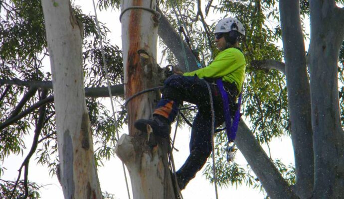 Local tree trimming services-Palm Beach County Tree Trimming and Tree Removal Services-We Offer Tree Trimming Services, Tree Removal, Tree Pruning, Tree Cutting, Residential and Commercial Tree Trimming Services, Storm Damage, Emergency Tree Removal, Land Clearing, Tree Companies, Tree Care Service, Stump Grinding, and we're the Best Tree Trimming Company Near You Guaranteed!