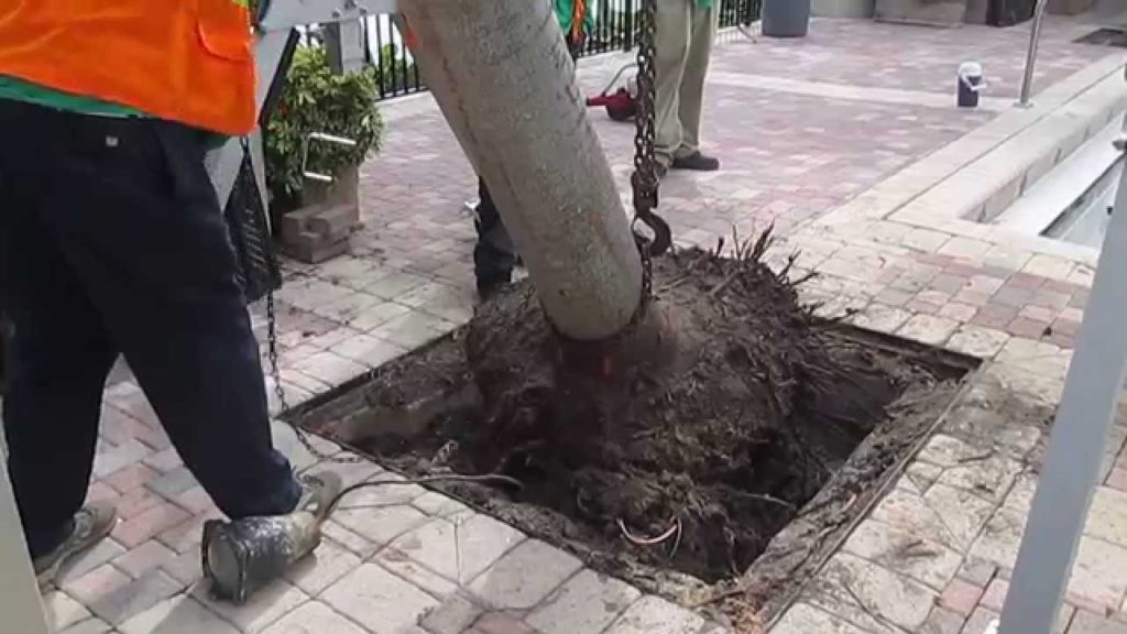 Palm Tree Removal near me - Palm Beach County Tree Trimming and Tree Removal Services