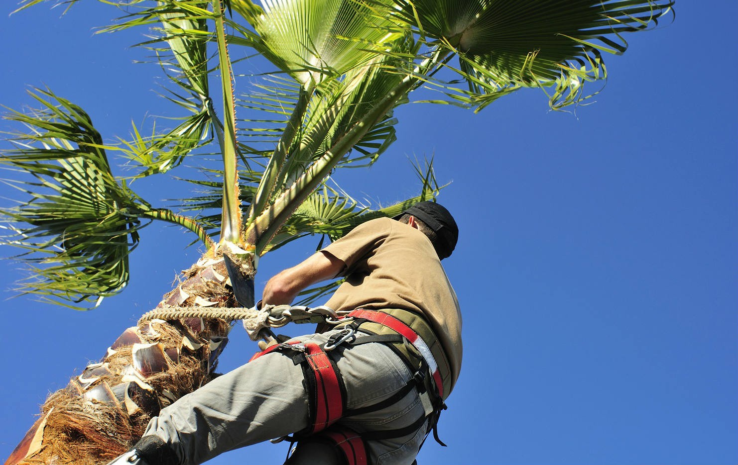 Palm Tree Trimming Near Me-Palm Beach County Tree Trimming and Tree Removal Services-We Offer Tree Trimming Services, Tree Removal, Tree Pruning, Tree Cutting, Residential and Commercial Tree Trimming Services, Storm Damage, Emergency Tree Removal, Land Clearing, Tree Companies, Tree Care Service, Stump Grinding, and we're the Best Tree Trimming Company Near You Guaranteed!