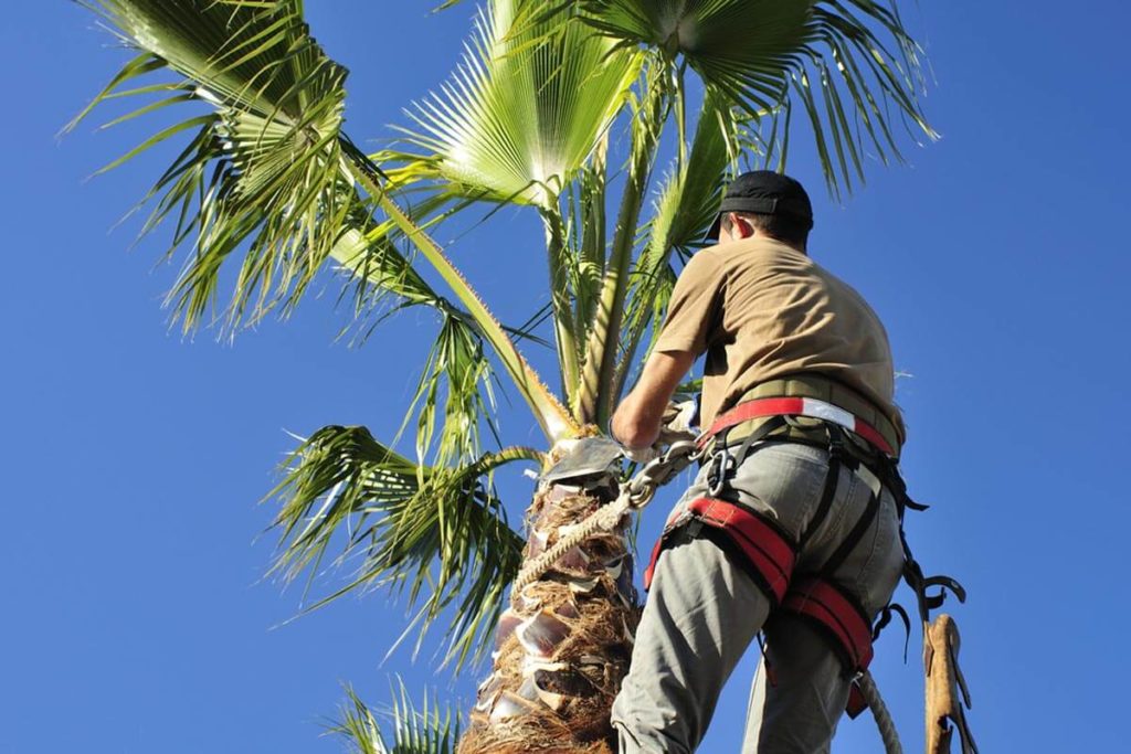 Palm Tree Trimming & Palm Tree Removal-Palm Tree Trimming & Palm Tree Removal-We Offer Tree Trimming Services, Tree Removal, Tree Pruning, Tree Cutting, Residential and Commercial Tree Trimming Services, Storm Damage, Emergency Tree Removal, Land Clearing, Tree Companies, Tree Care Service, Stump Grinding, and we're the Best Tree Trimming Company Near You Guaranteed!