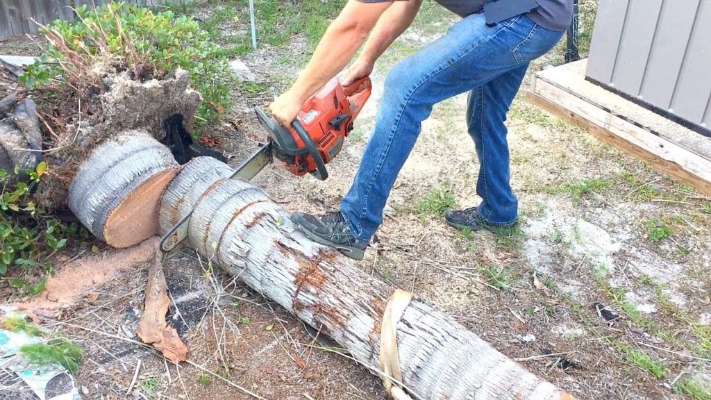 Palm tree cutter-Palm Beach County Tree Trimming and Tree Removal Services-We Offer Tree Trimming Services, Tree Removal, Tree Pruning, Tree Cutting, Residential and Commercial Tree Trimming Services, Storm Damage, Emergency Tree Removal, Land Clearing, Tree Companies, Tree Care Service, Stump Grinding, and we're the Best Tree Trimming Company Near You Guaranteed!