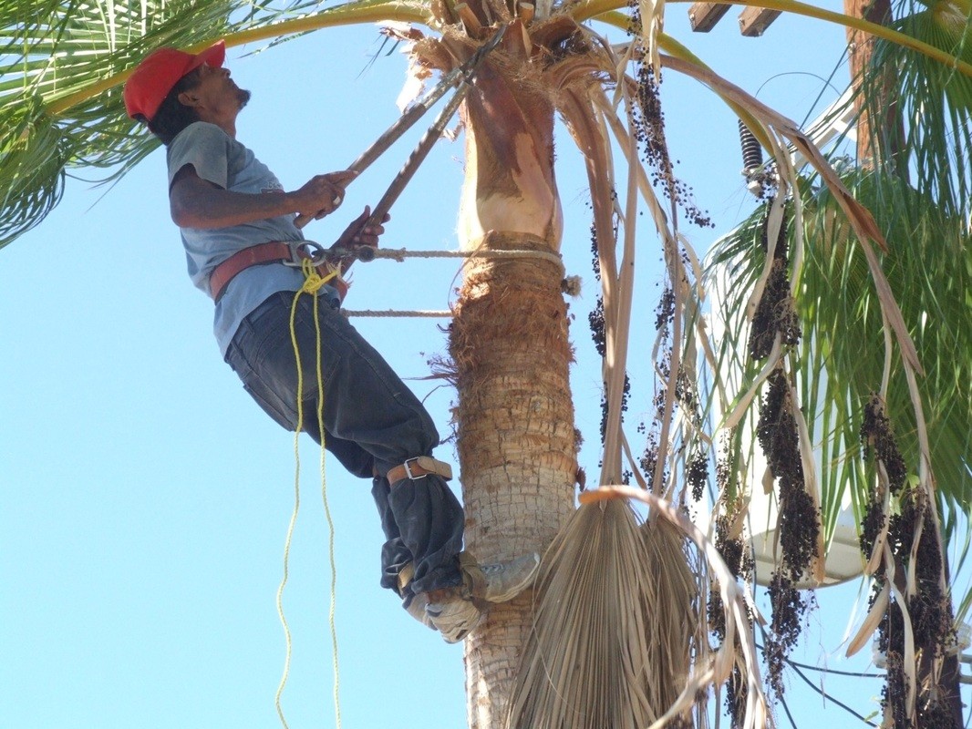 Palm tree cutting service-Palm Beach County Tree Trimming and Tree Removal Services-We Offer Tree Trimming Services, Tree Removal, Tree Pruning, Tree Cutting, Residential and Commercial Tree Trimming Services, Storm Damage, Emergency Tree Removal, Land Clearing, Tree Companies, Tree Care Service, Stump Grinding, and we're the Best Tree Trimming Company Near You Guaranteed!