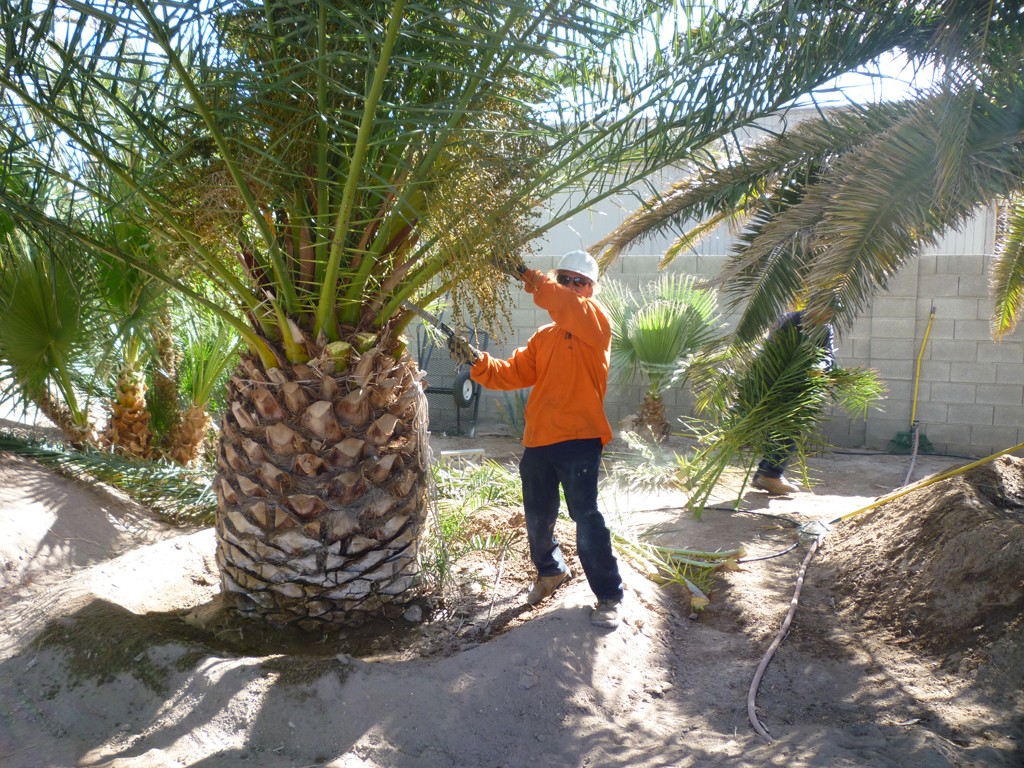 Palm tree service near me - Palm Beach County Tree Trimming and Tree Removal Services