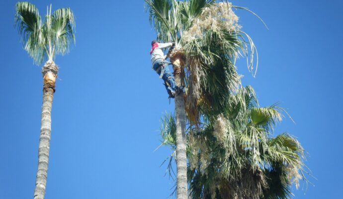 Palm tree trimming near me Palm Beach County-Palm Beach County Tree Trimming and Tree Removal Services-We Offer Tree Trimming Services, Tree Removal, Tree Pruning, Tree Cutting, Residential and Commercial Tree Trimming Services, Storm Damage, Emergency Tree Removal, Land Clearing, Tree Companies, Tree Care Service, Stump Grinding, and we're the Best Tree Trimming Company Near You Guaranteed!