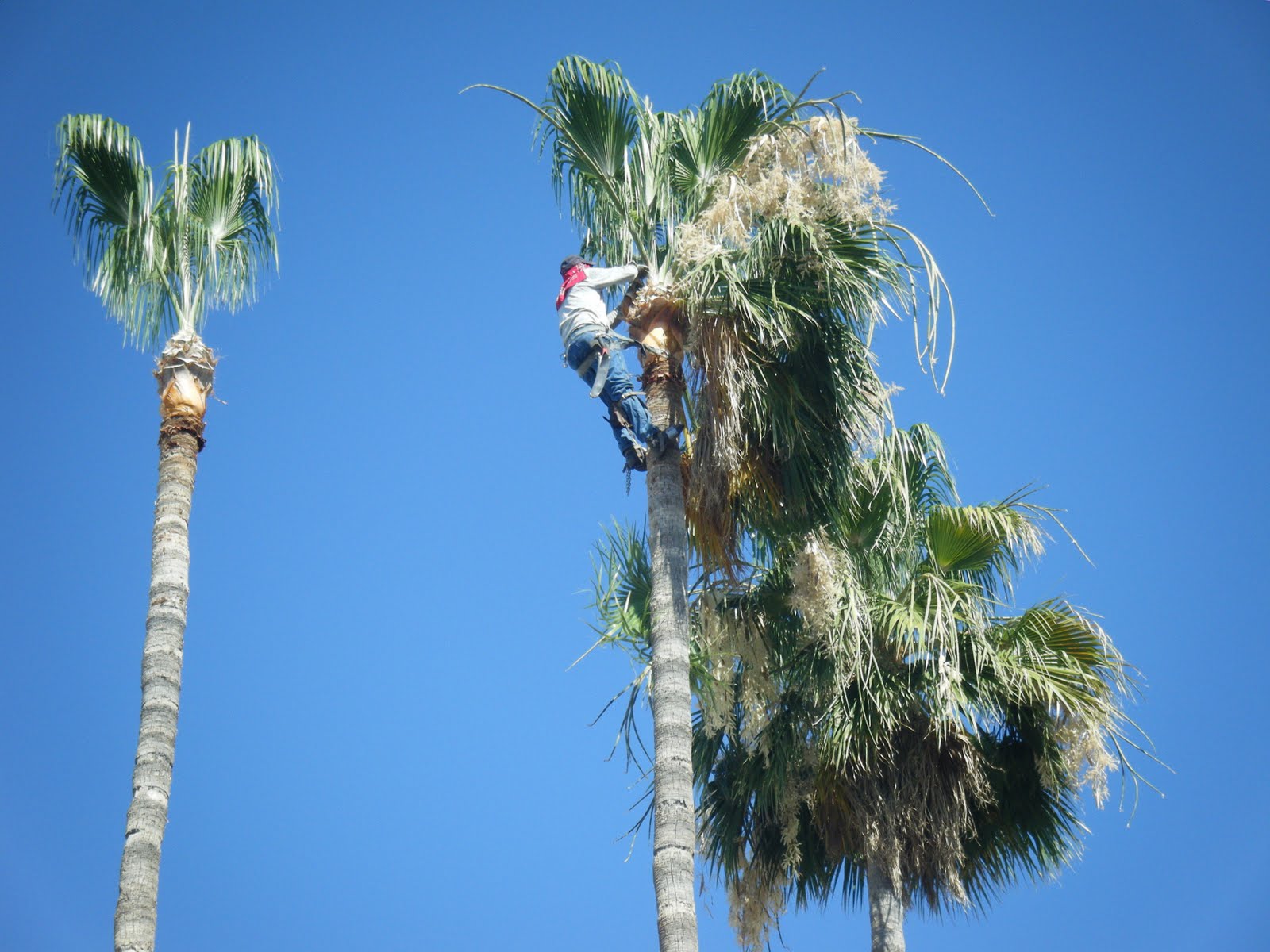 Palm tree trimming near me Palm Beach County - Palm Beach County Tree Trimming and Tree Removal ...