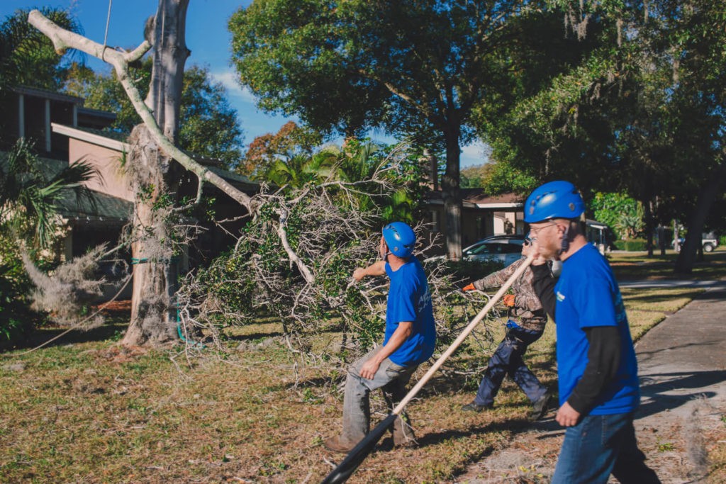 Residential Tree Services Near Me - Palm Beach County Tree Trimming and Tree Removal Services
