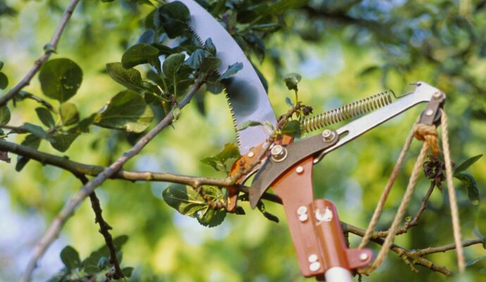 Tools for Tree Pruning-Palm Beach County Tree Trimming and Tree Removal Services-We Offer Tree Trimming Services, Tree Removal, Tree Pruning, Tree Cutting, Residential and Commercial Tree Trimming Services, Storm Damage, Emergency Tree Removal, Land Clearing, Tree Companies, Tree Care Service, Stump Grinding, and we're the Best Tree Trimming Company Near You Guaranteed!