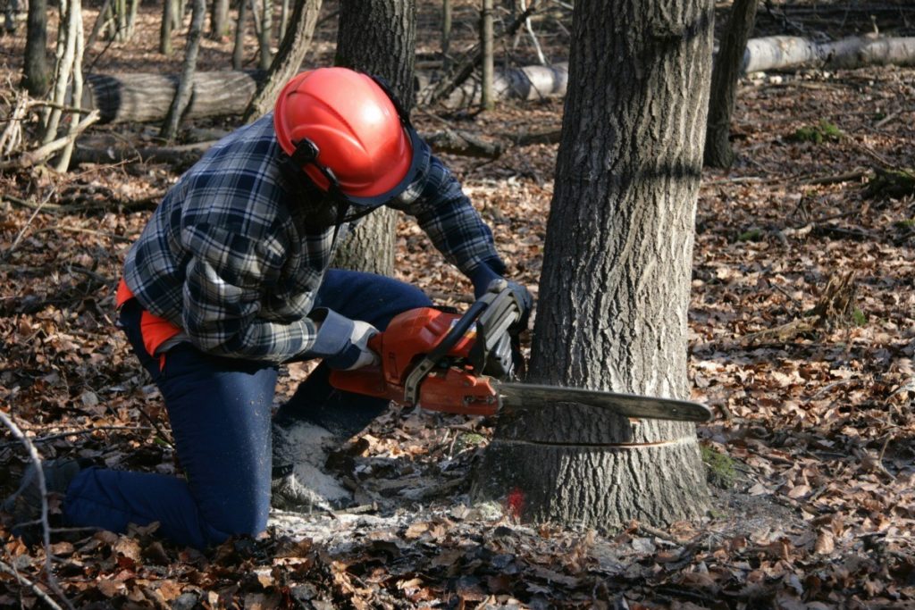 Tree Cutting Near Me-Palm Beach County Tree Trimming and Tree Removal Services-We Offer Tree Trimming Services, Tree Removal, Tree Pruning, Tree Cutting, Residential and Commercial Tree Trimming Services, Storm Damage, Emergency Tree Removal, Land Clearing, Tree Companies, Tree Care Service, Stump Grinding, and we're the Best Tree Trimming Company Near You Guaranteed!