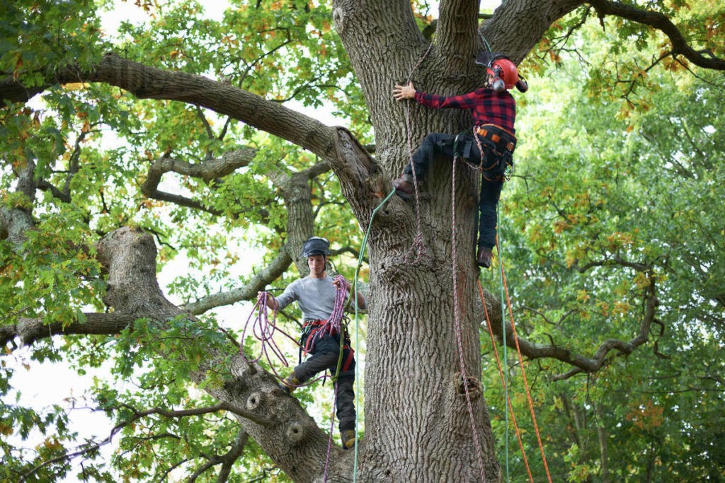 Tree Maintenance Company-Palm Beach County Tree Trimming and Tree Removal Services-We Offer Tree Trimming Services, Tree Removal, Tree Pruning, Tree Cutting, Residential and Commercial Tree Trimming Services, Storm Damage, Emergency Tree Removal, Land Clearing, Tree Companies, Tree Care Service, Stump Grinding, and we're the Best Tree Trimming Company Near You Guaranteed!