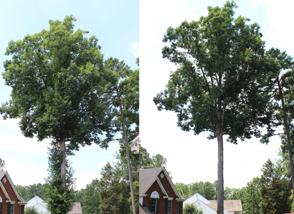 Tree Trimming Before and After-Palm Beach County Tree Trimming and Tree Removal Services-We Offer Tree Trimming Services, Tree Removal, Tree Pruning, Tree Cutting, Residential and Commercial Tree Trimming Services, Storm Damage, Emergency Tree Removal, Land Clearing, Tree Companies, Tree Care Service, Stump Grinding, and we're the Best Tree Trimming Company Near You Guaranteed!