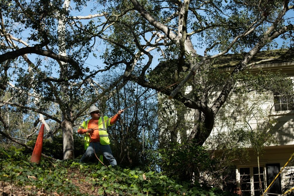 Tree Trimming Contractors-Palm Beach County Tree Trimming and Tree Removal Services-We Offer Tree Trimming Services, Tree Removal, Tree Pruning, Tree Cutting, Residential and Commercial Tree Trimming Services, Storm Damage, Emergency Tree Removal, Land Clearing, Tree Companies, Tree Care Service, Stump Grinding, and we're the Best Tree Trimming Company Near You Guaranteed!