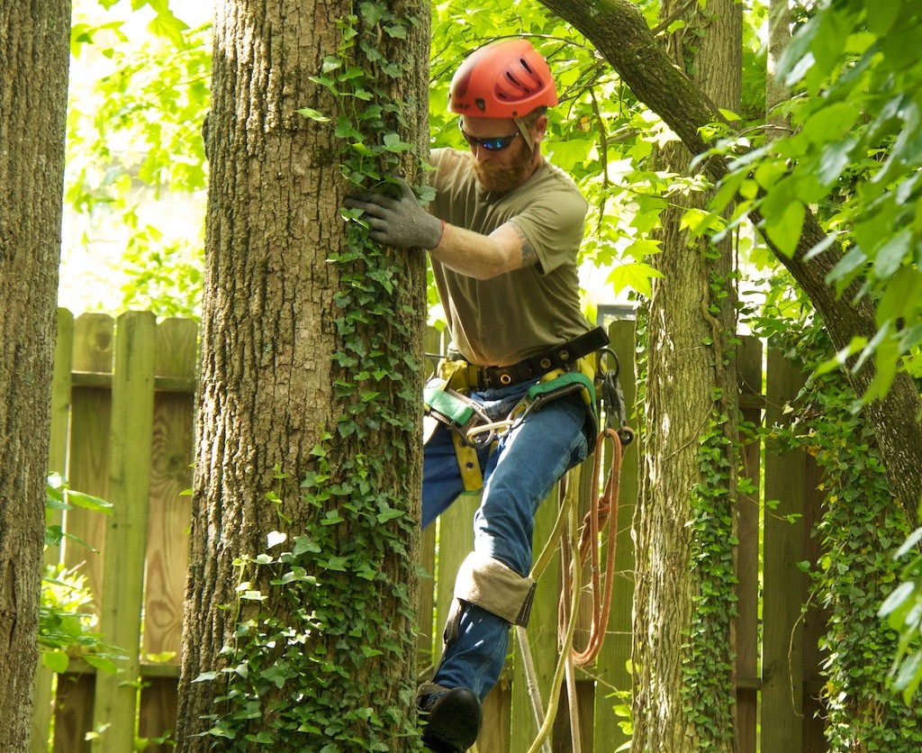 Tree Trimming Harness-Palm Beach County Tree Trimming and Tree Removal Services-We Offer Tree Trimming Services, Tree Removal, Tree Pruning, Tree Cutting, Residential and Commercial Tree Trimming Services, Storm Damage, Emergency Tree Removal, Land Clearing, Tree Companies, Tree Care Service, Stump Grinding, and we're the Best Tree Trimming Company Near You Guaranteed!