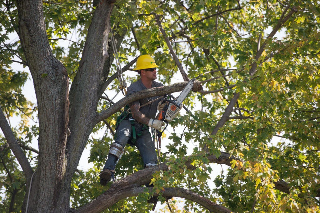 Tree Trimming Near Me Palm Beach-Palm Beach County Tree Trimming and Tree Removal Services-We Offer Tree Trimming Services, Tree Removal, Tree Pruning, Tree Cutting, Residential and Commercial Tree Trimming Services, Storm Damage, Emergency Tree Removal, Land Clearing, Tree Companies, Tree Care Service, Stump Grinding, and we're the Best Tree Trimming Company Near You Guaranteed!