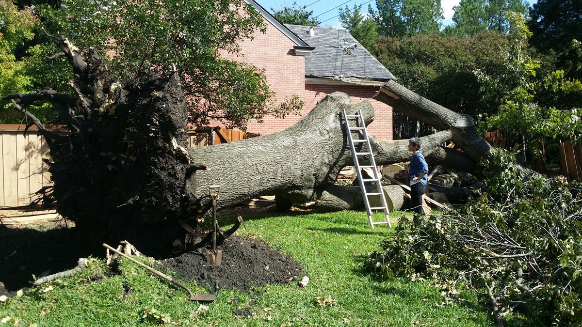 Tree Trimming Service Near Me - Palm Beach County Tree Trimming and Tree Removal Services