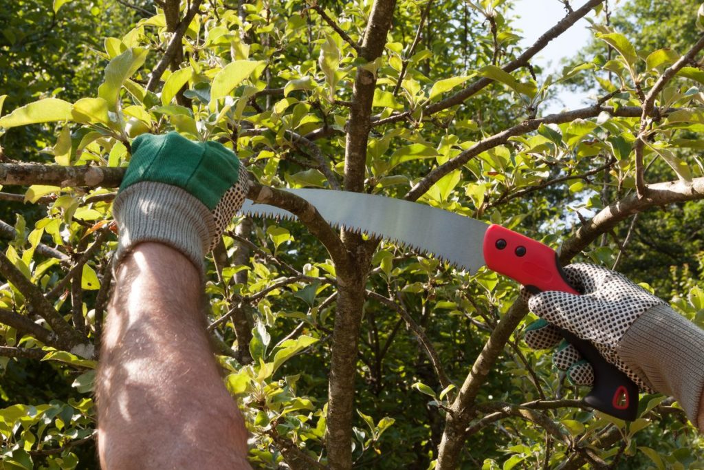 Tree Trimming Tools-Palm Beach County Tree Trimming and Tree Removal Services-We Offer Tree Trimming Services, Tree Removal, Tree Pruning, Tree Cutting, Residential and Commercial Tree Trimming Services, Storm Damage, Emergency Tree Removal, Land Clearing, Tree Companies, Tree Care Service, Stump Grinding, and we're the Best Tree Trimming Company Near You Guaranteed!