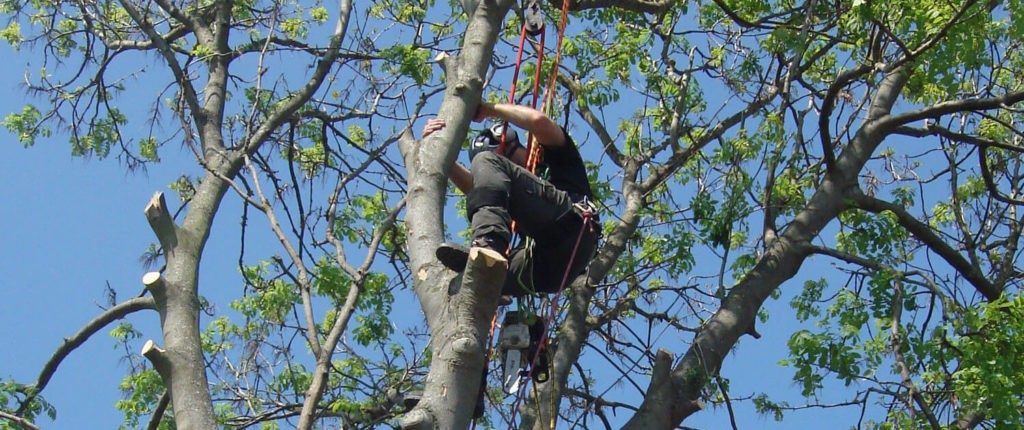 Tree pruning company-Palm Beach County Tree Trimming and Tree Removal Services-We Offer Tree Trimming Services, Tree Removal, Tree Pruning, Tree Cutting, Residential and Commercial Tree Trimming Services, Storm Damage, Emergency Tree Removal, Land Clearing, Tree Companies, Tree Care Service, Stump Grinding, and we're the Best Tree Trimming Company Near You Guaranteed!