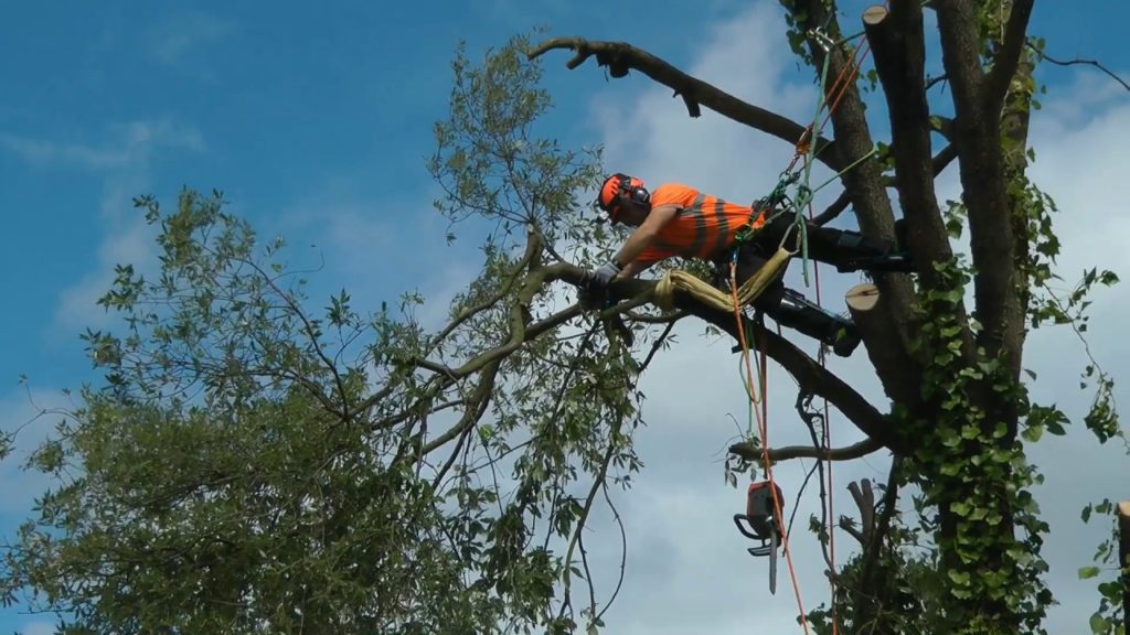 Tree removal arborist-Palm Beach County Tree Trimming and Tree Removal Services-We Offer Tree Trimming Services, Tree Removal, Tree Pruning, Tree Cutting, Residential and Commercial Tree Trimming Services, Storm Damage, Emergency Tree Removal, Land Clearing, Tree Companies, Tree Care Service, Stump Grinding, and we're the Best Tree Trimming Company Near You Guaranteed!