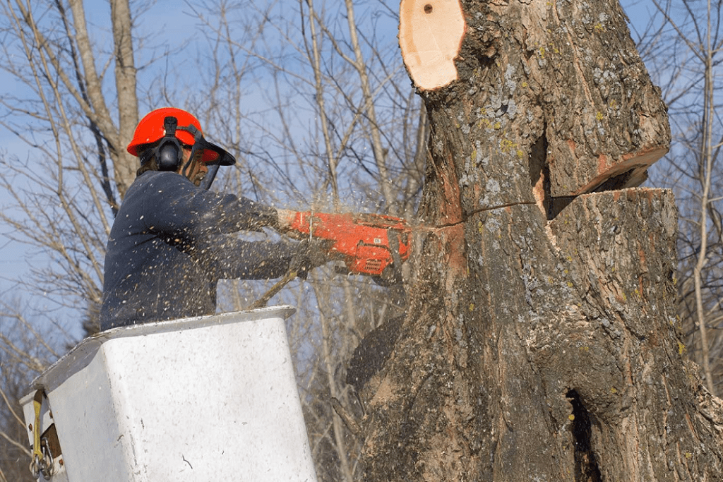 Tree removal companies-Palm Beach County Tree Trimming and Tree Removal Services-We Offer Tree Trimming Services, Tree Removal, Tree Pruning, Tree Cutting, Residential and Commercial Tree Trimming Services, Storm Damage, Emergency Tree Removal, Land Clearing, Tree Companies, Tree Care Service, Stump Grinding, and we're the Best Tree Trimming Company Near You Guaranteed!