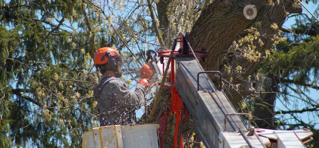 Tree removal cost estimate-Palm Beach County Tree Trimming and Tree Removal Services-We Offer Tree Trimming Services, Tree Removal, Tree Pruning, Tree Cutting, Residential and Commercial Tree Trimming Services, Storm Damage, Emergency Tree Removal, Land Clearing, Tree Companies, Tree Care Service, Stump Grinding, and we're the Best Tree Trimming Company Near You Guaranteed!