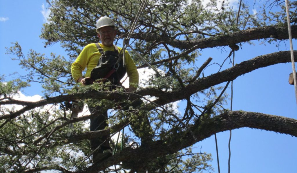 Tree removal service cost-Palm Beach County Tree Trimming and Tree Removal Services-We Offer Tree Trimming Services, Tree Removal, Tree Pruning, Tree Cutting, Residential and Commercial Tree Trimming Services, Storm Damage, Emergency Tree Removal, Land Clearing, Tree Companies, Tree Care Service, Stump Grinding, and we're the Best Tree Trimming Company Near You Guaranteed!