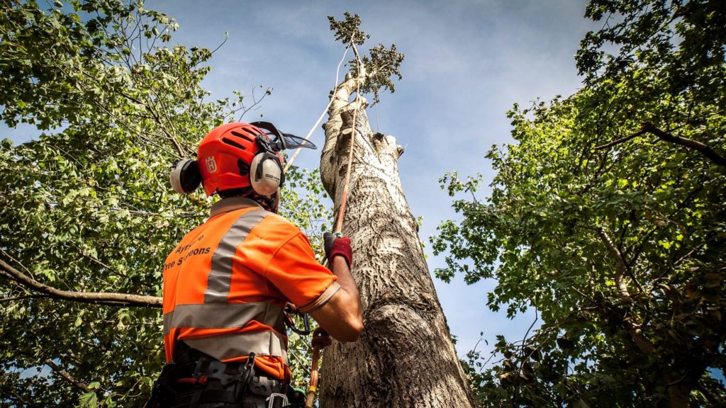 Tree surgeons-Palm Beach County Tree Trimming and Tree Removal Services-We Offer Tree Trimming Services, Tree Removal, Tree Pruning, Tree Cutting, Residential and Commercial Tree Trimming Services, Storm Damage, Emergency Tree Removal, Land Clearing, Tree Companies, Tree Care Service, Stump Grinding, and we're the Best Tree Trimming Company Near You Guaranteed!