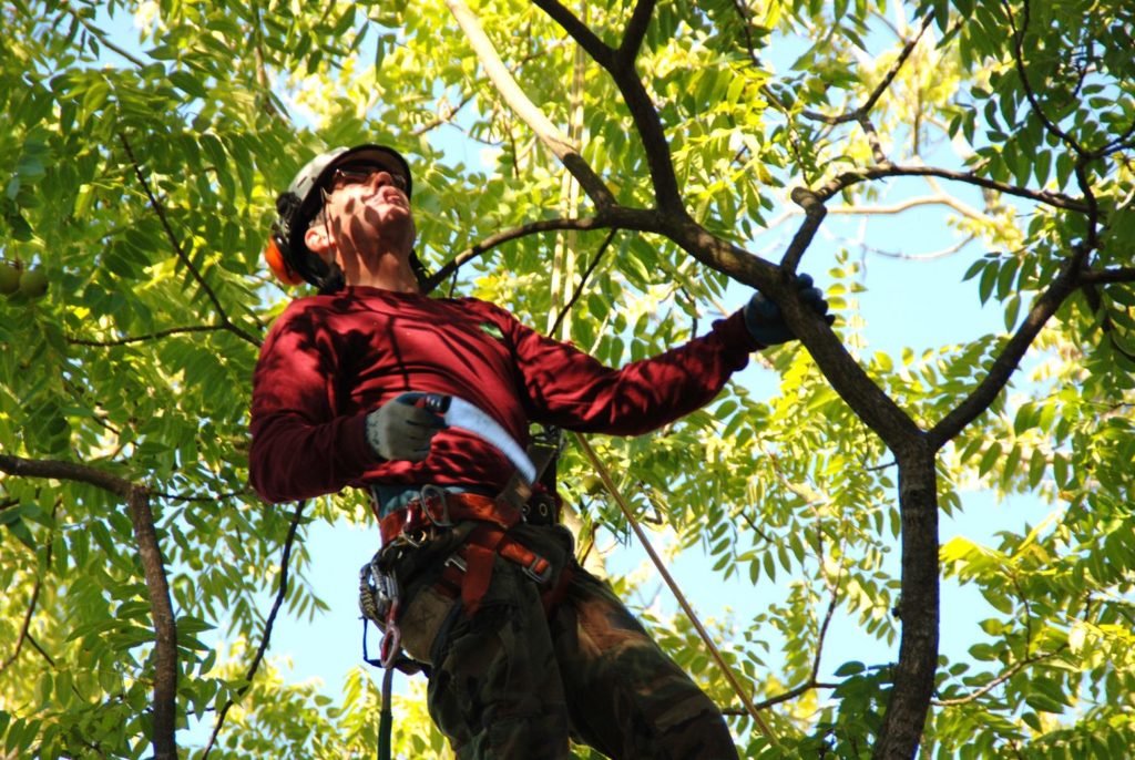 Tree treatment companies-Palm Beach County Tree Trimming and Tree Removal Services-We Offer Tree Trimming Services, Tree Removal, Tree Pruning, Tree Cutting, Residential and Commercial Tree Trimming Services, Storm Damage, Emergency Tree Removal, Land Clearing, Tree Companies, Tree Care Service, Stump Grinding, and we're the Best Tree Trimming Company Near You Guaranteed!