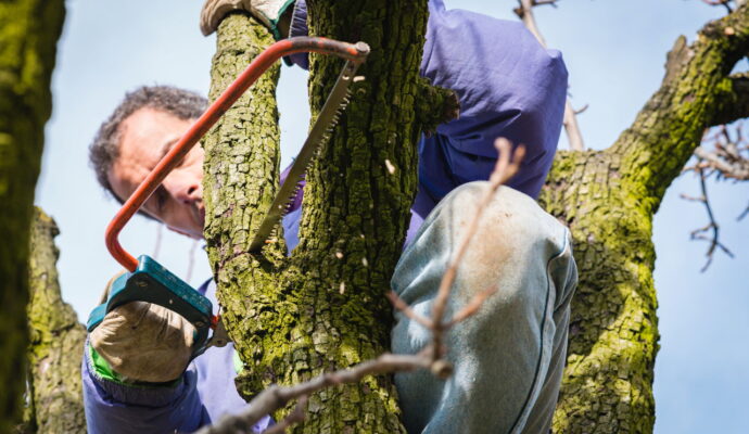 Tree trimming arborist-Palm Beach County Tree Trimming and Tree Removal Services-We Offer Tree Trimming Services, Tree Removal, Tree Pruning, Tree Cutting, Residential and Commercial Tree Trimming Services, Storm Damage, Emergency Tree Removal, Land Clearing, Tree Companies, Tree Care Service, Stump Grinding, and we're the Best Tree Trimming Company Near You Guaranteed!