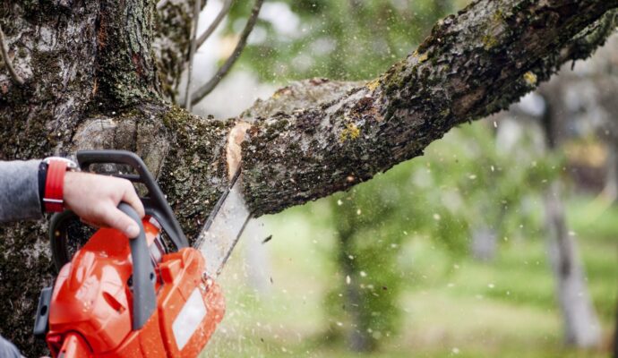 When To Trim a Tree-Palm Beach County Tree Trimming and Tree Removal Services-We Offer Tree Trimming Services, Tree Removal, Tree Pruning, Tree Cutting, Residential and Commercial Tree Trimming Services, Storm Damage, Emergency Tree Removal, Land Clearing, Tree Companies, Tree Care Service, Stump Grinding, and we're the Best Tree Trimming Company Near You Guaranteed!