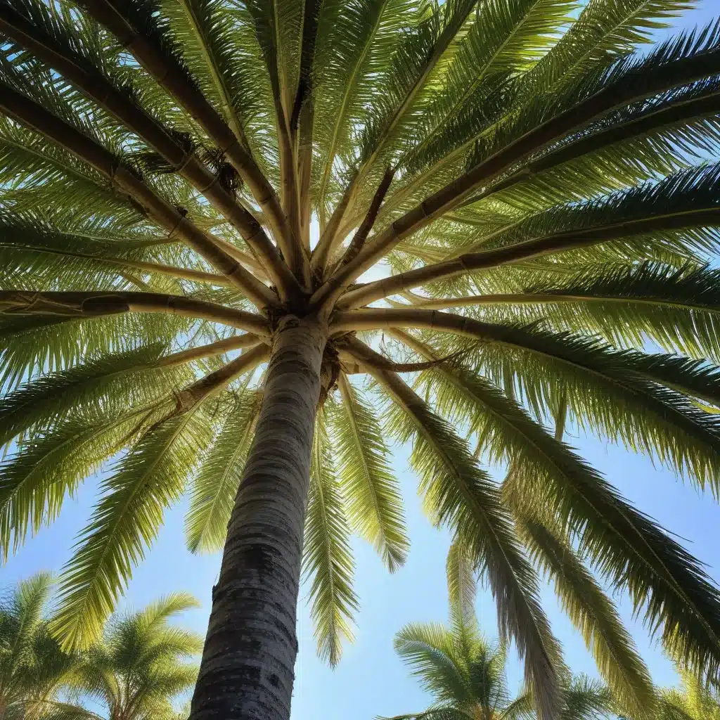 Branching Out: Revitalizing Palm Beach County’s Urban Tree Canopy