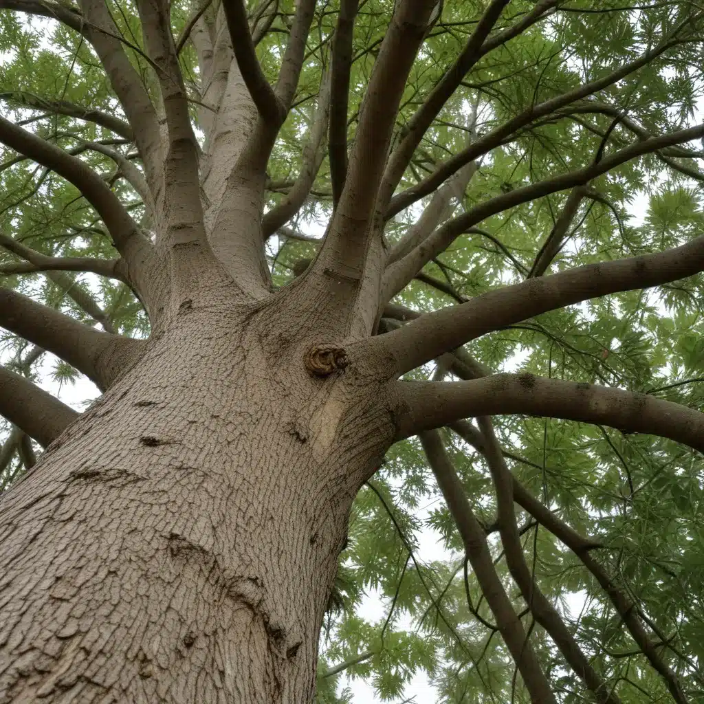 Fortifying Your Landscape: Essential Tree Care for Storm Resilience in PBC