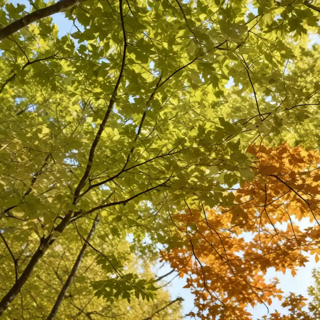 Leaf Literacy: Understanding the Language of Tree Foliage