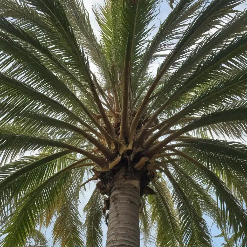 Preparing Your Palm Beach County Trees for the Hurricane Season